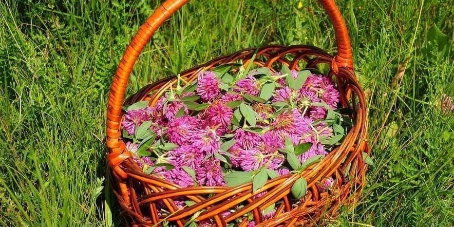  «Целебное лукошко»
