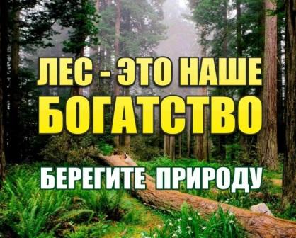 Умеете ли вы беречь лес?
