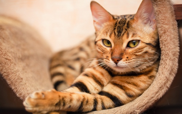 Праздник кошек 