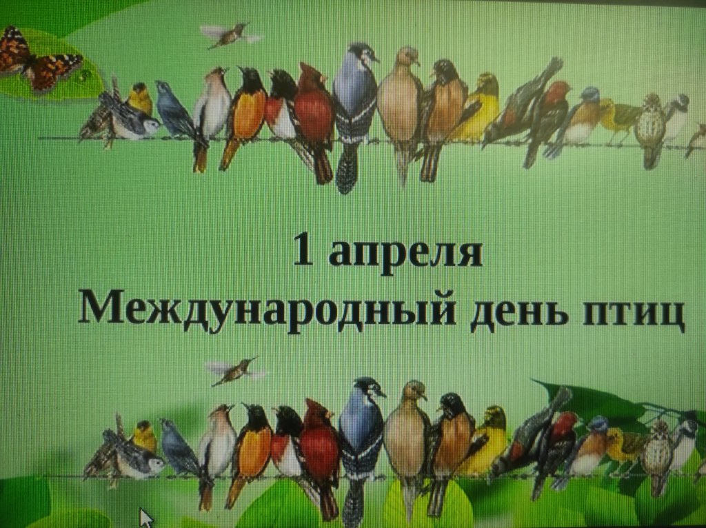 «Наши пернатые друзья».