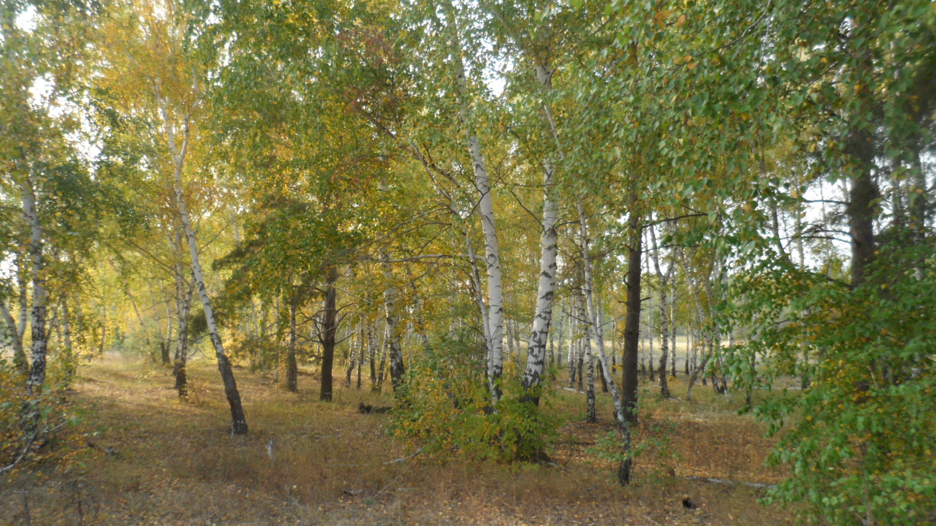 Здесь мы живем