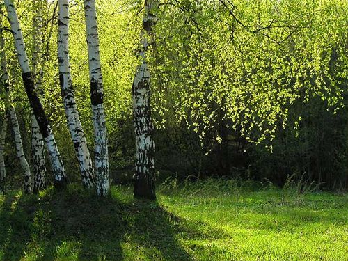 «Троицу встречаем, Россию прославляем»