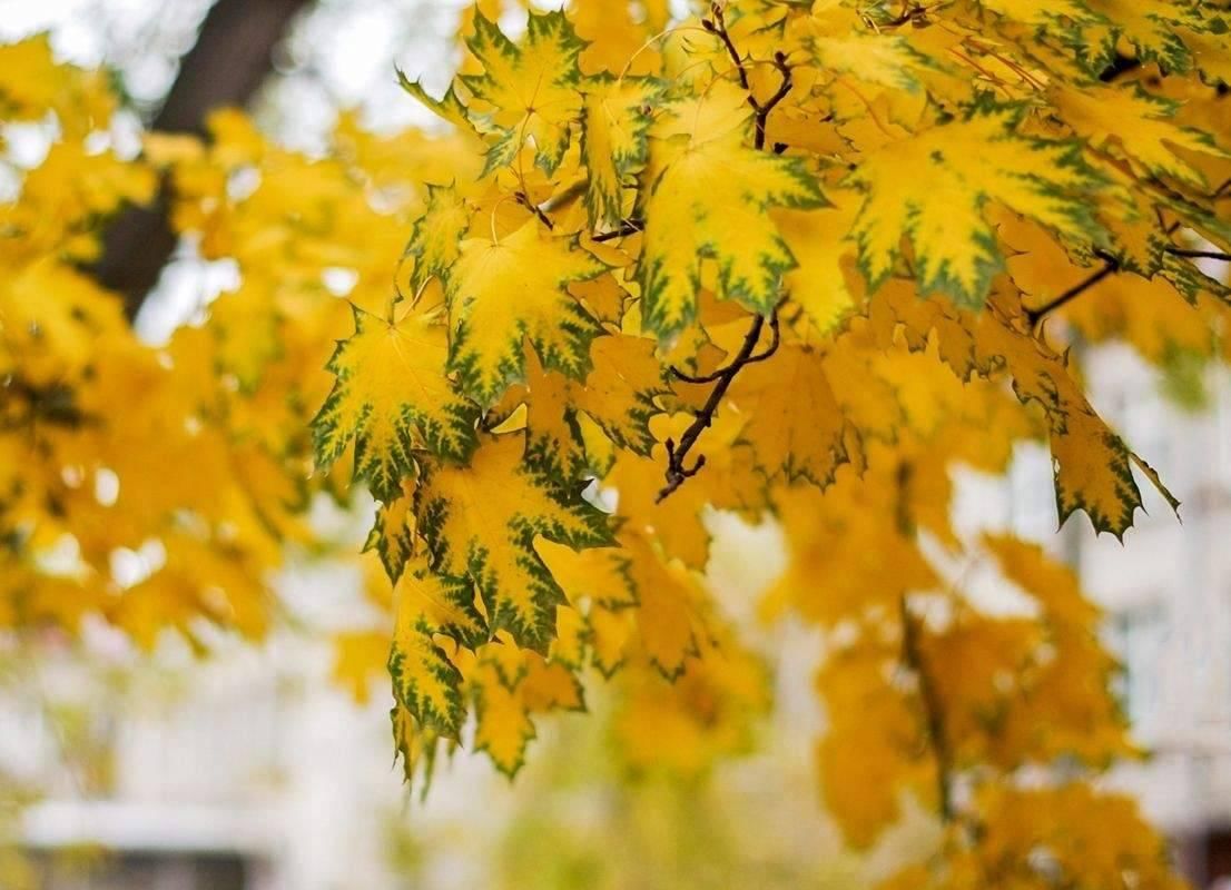 Фотоконкурс «Осень глазами молодежи»
