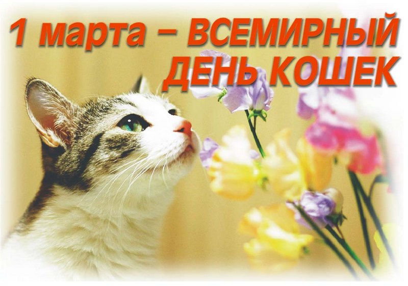 1 марта - Всемирный день кошек.