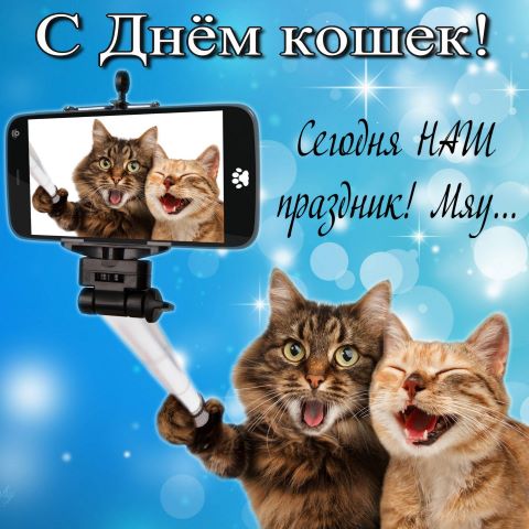 День кошек "Усатый - полосатый" День кошек