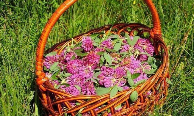 «Целебное лукошко».
