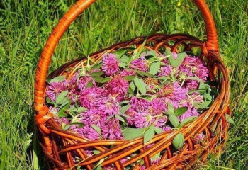  «Целебное лукошко»