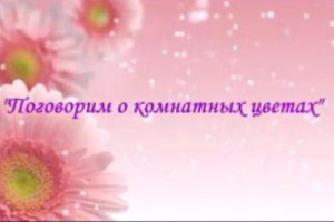 Поговорим о комнатных цветах 