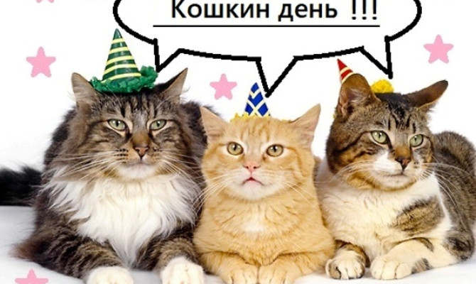 Праздник кошек 