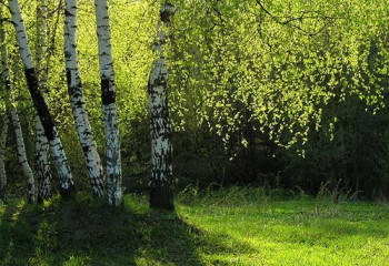 «Троицу встречаем, Россию прославляем»