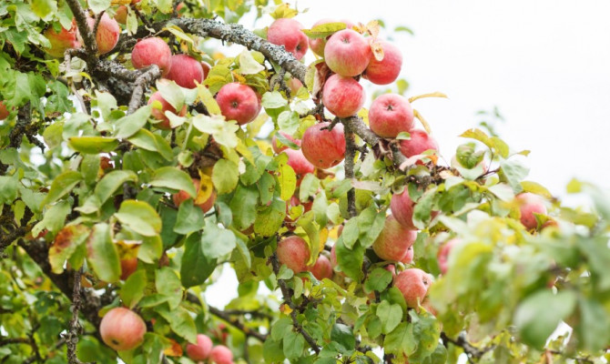 «Яблочный Спас добро припас» посиделки